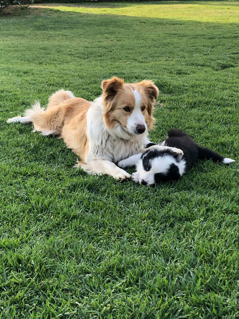 Dominga con Cachorro