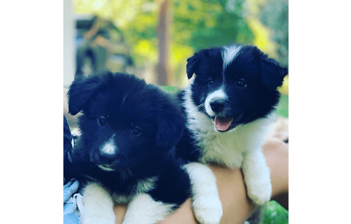 Cachorros Negros 2